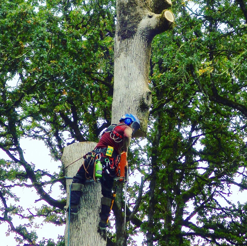 Certified Arborists in Oregon City Call (503) 9299437 Today